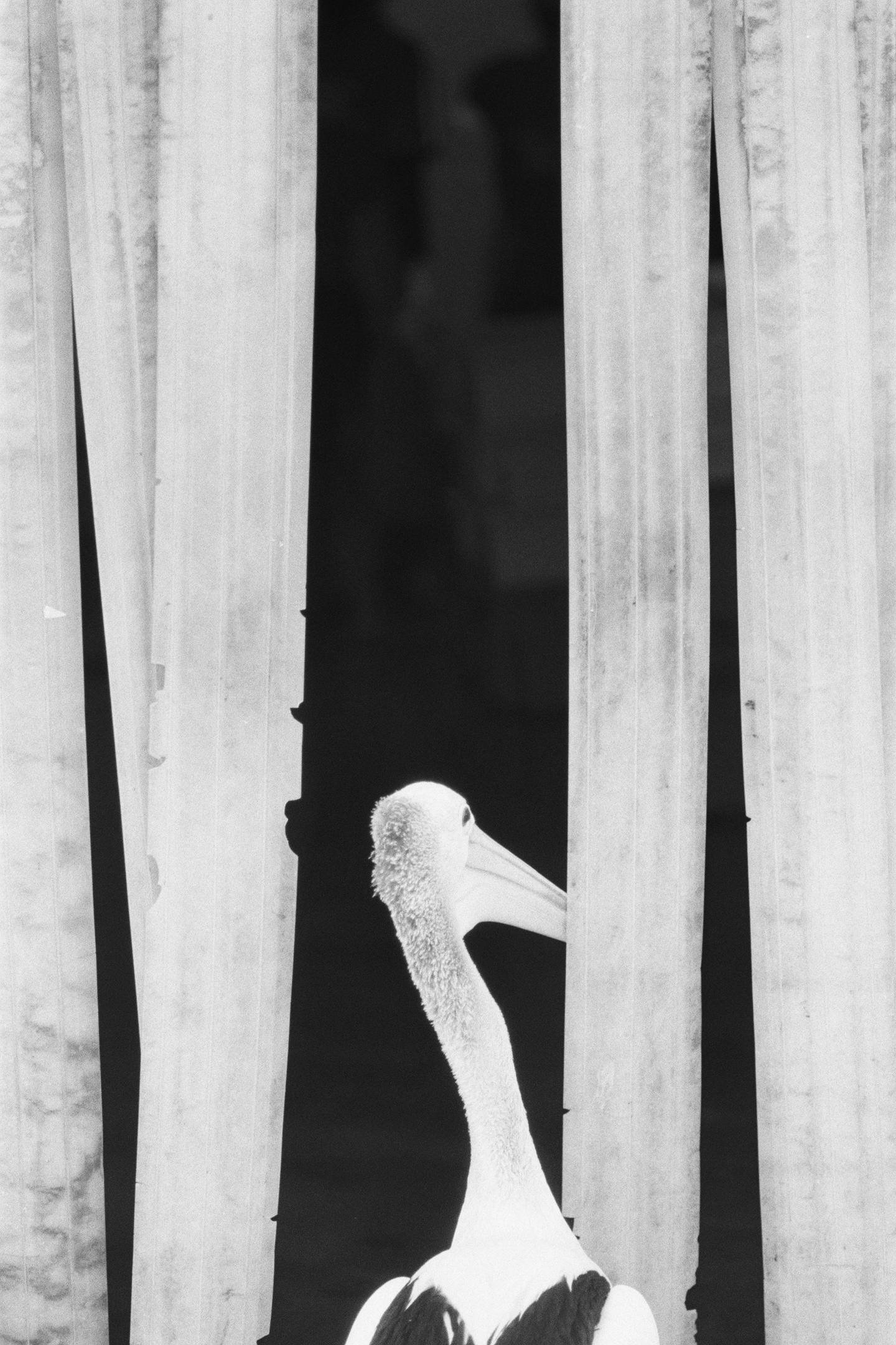 A pelican trying its luck.